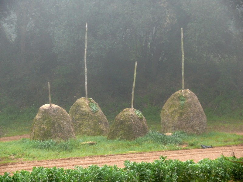 despertar en el campo