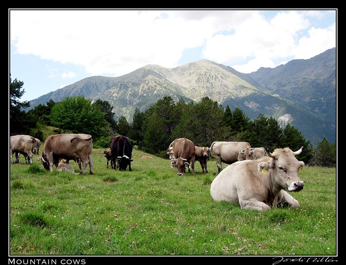 Mountain cows