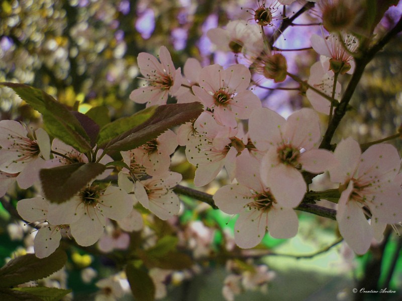 Otra primavera