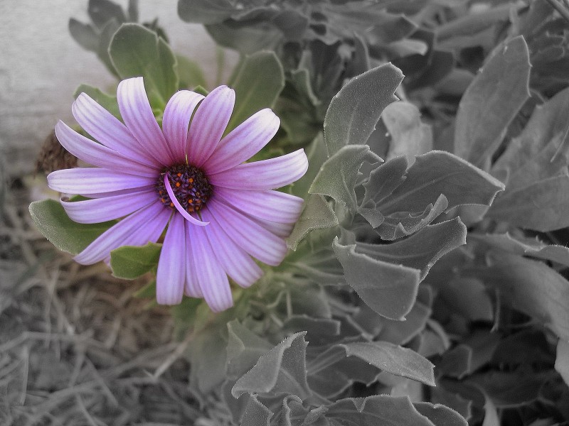 UNA FLOR SENCILLA