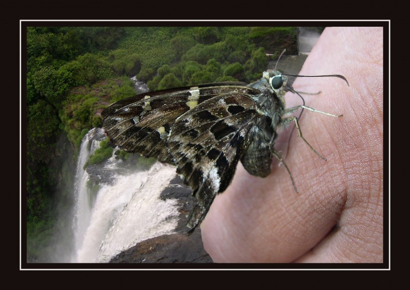 Mariposa en Iguazu