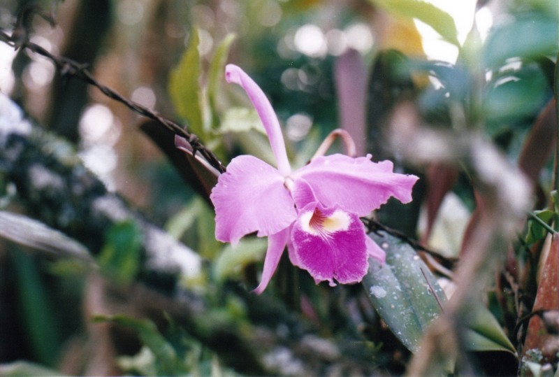una orquidea escondida