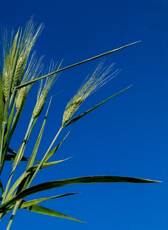 Apuntando al cielo