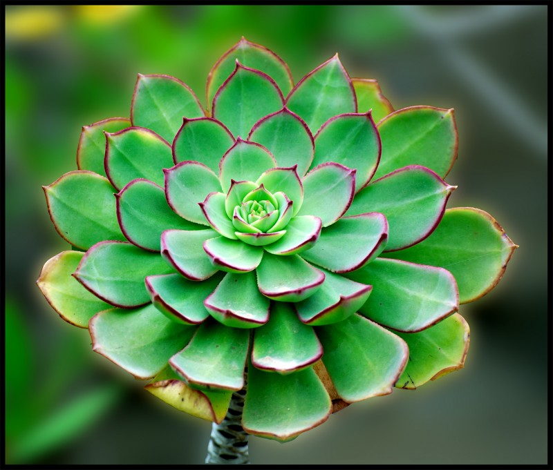 Flor canaria