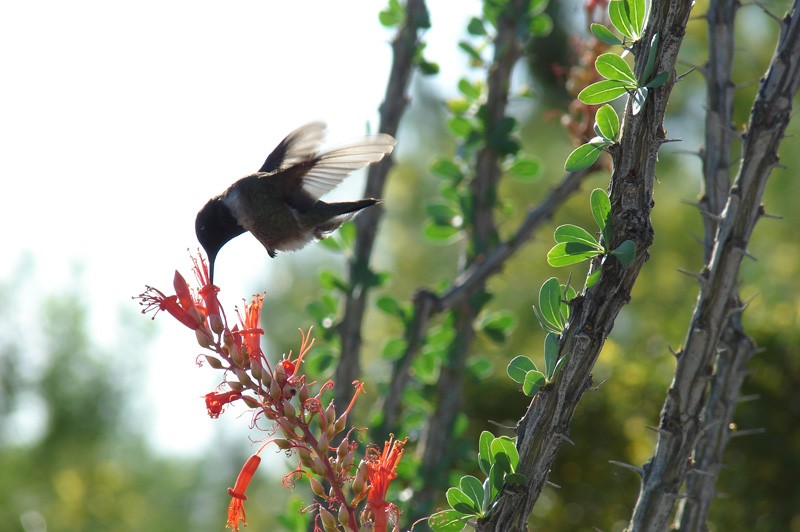 Colibri