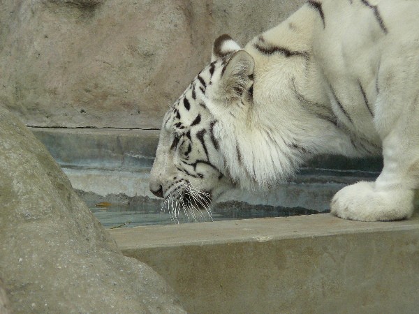 Tigre blanco