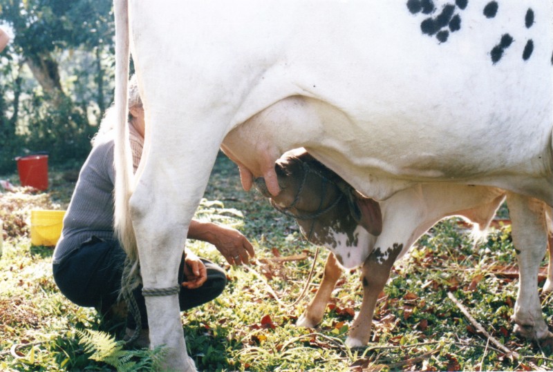 disfrutando la leche