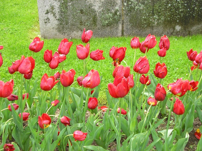 Lindos Tulipanes