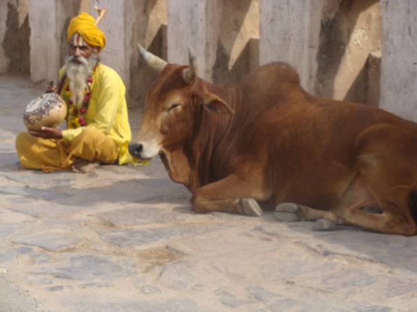 El santn medita y la vaca rumia