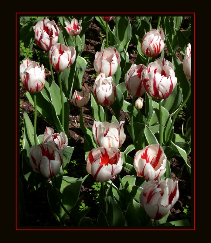 Tulipanes