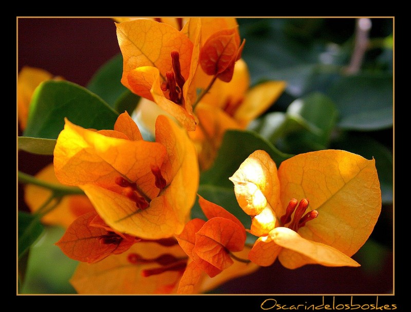 Coleccion.. Primavera Verano.