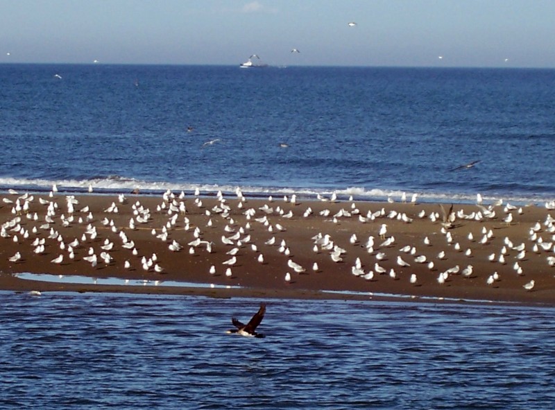 Los pajaros