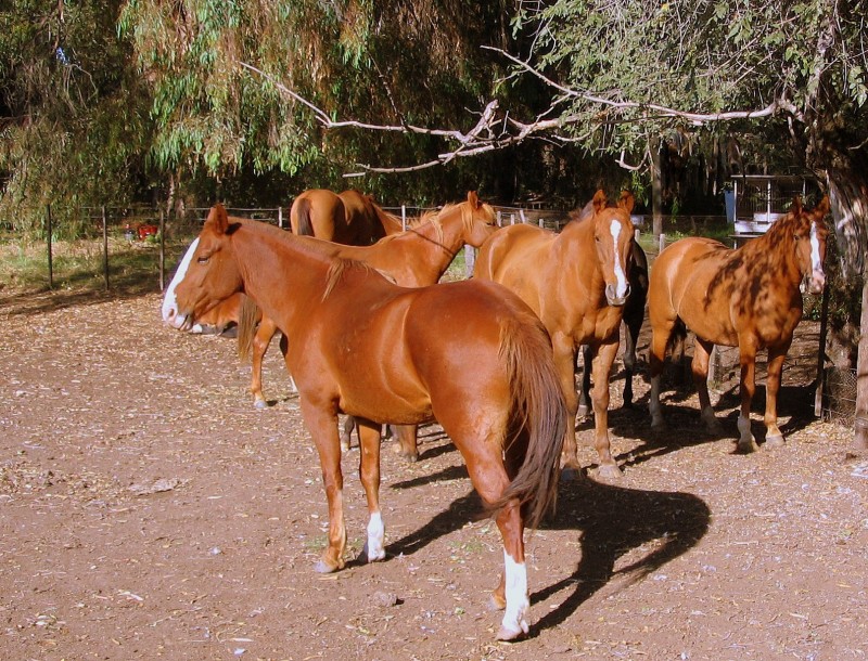 EL CABALLO EL SOL