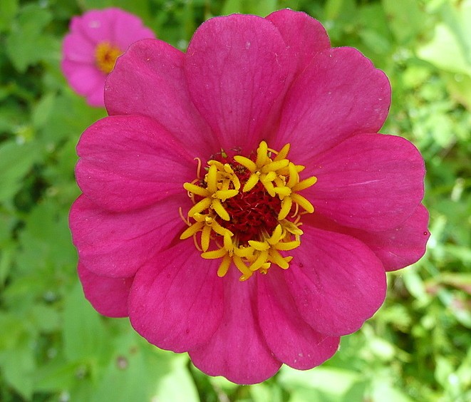 AMARILLO ROSA