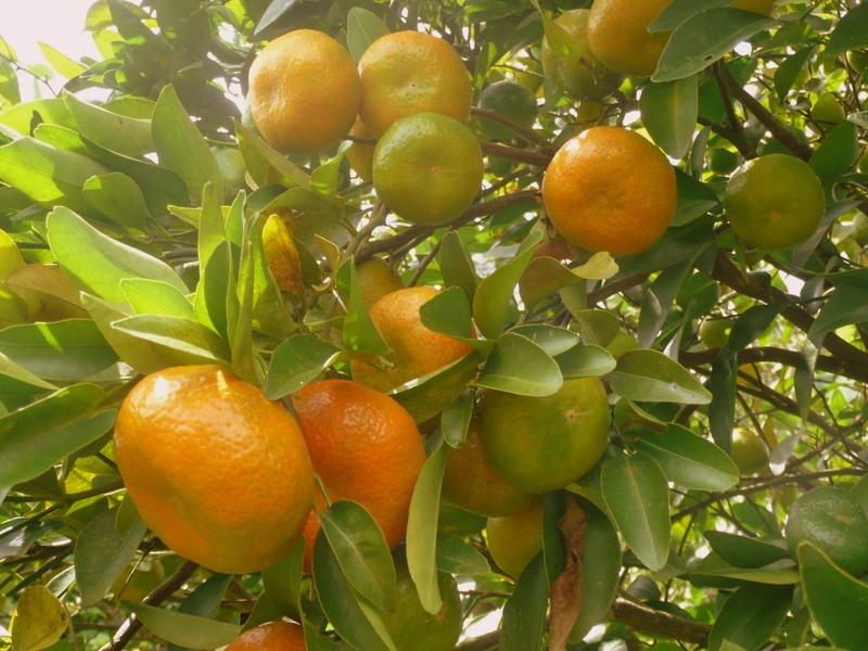 MANDARINA