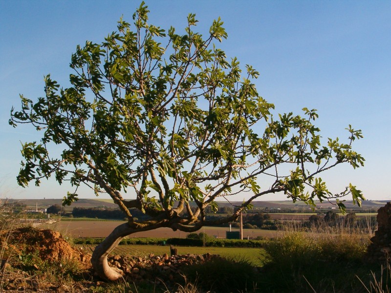 Moldeada por el viento y el sol