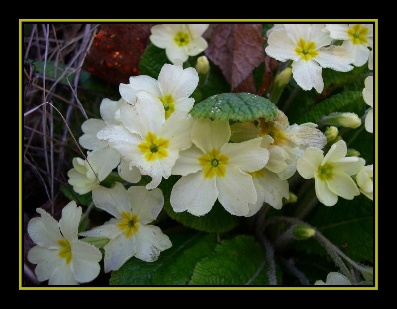 Flores Blancas