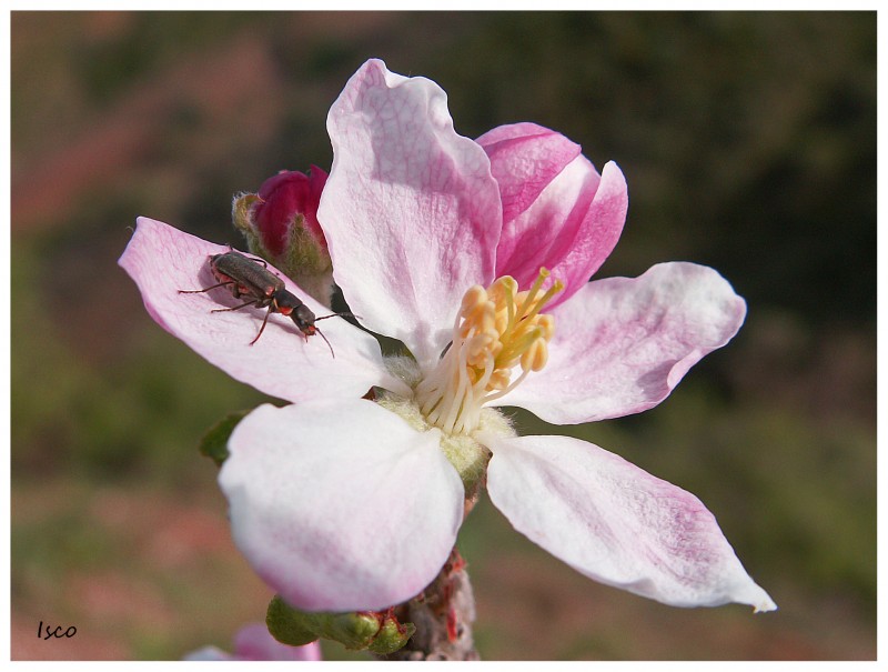 Escarabajo en flor rosa