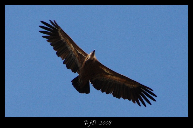 ELEGANCIA EN VUELO