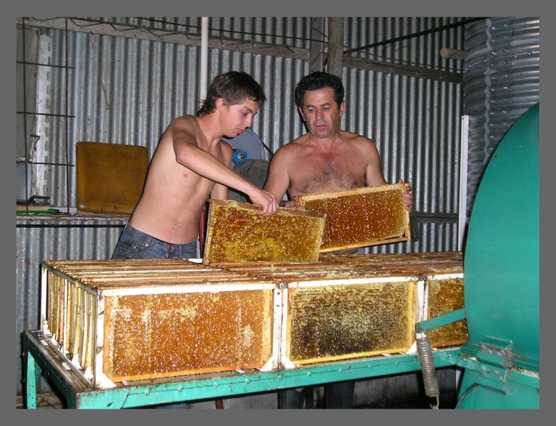 Cosechando miel
