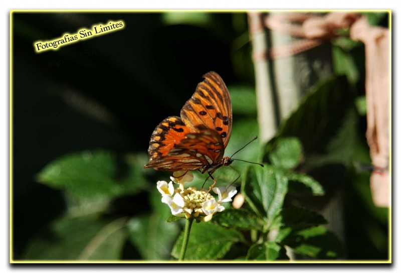 Hermosa Mariposa