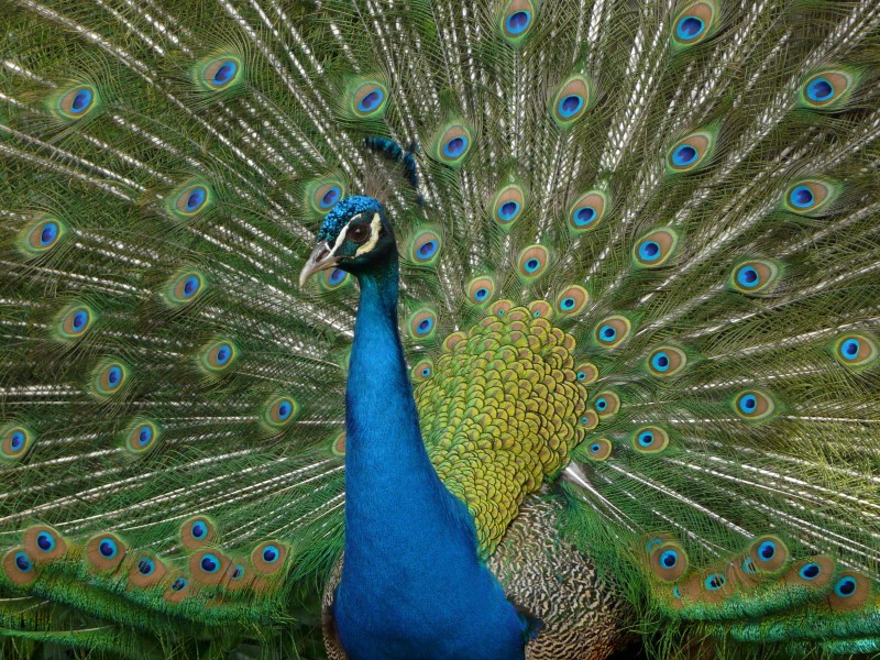 Pavo Real