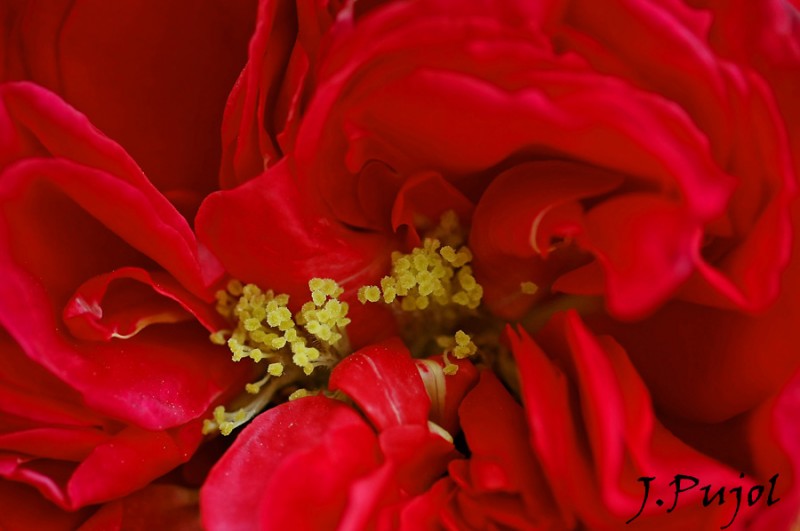 Rosa marchitndose