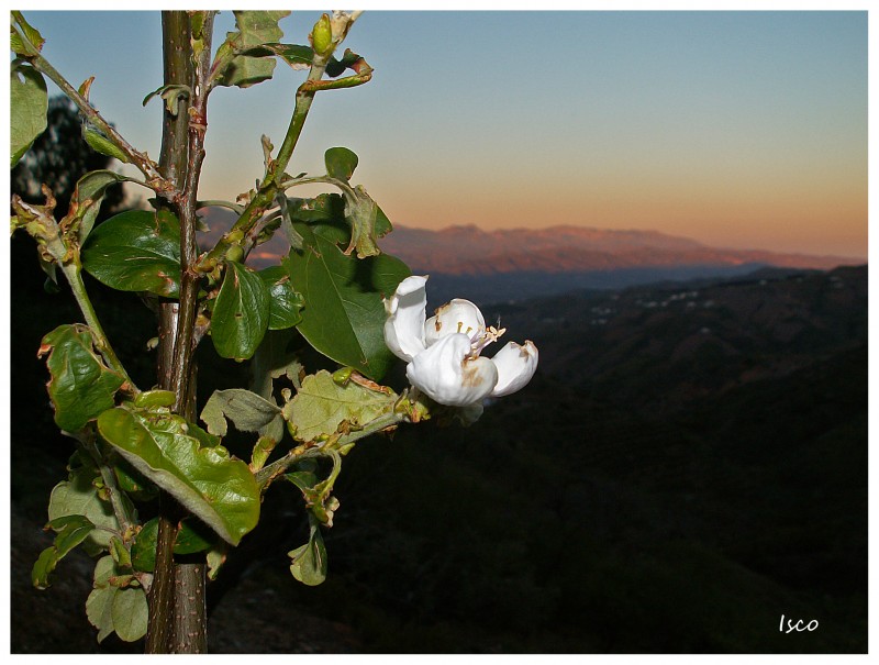 Flor al atardecer