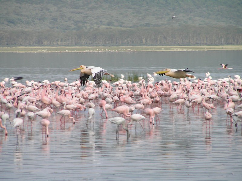 Mientras los flamencos comen los pelcanos rosados vuelan