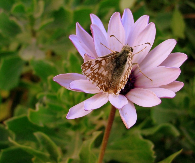 EL AMOR MARIPOSA