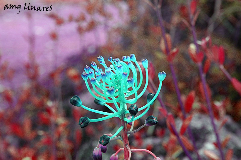 Una flor peculiar