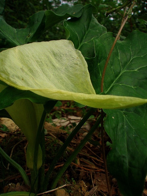 Hoja amarillenta