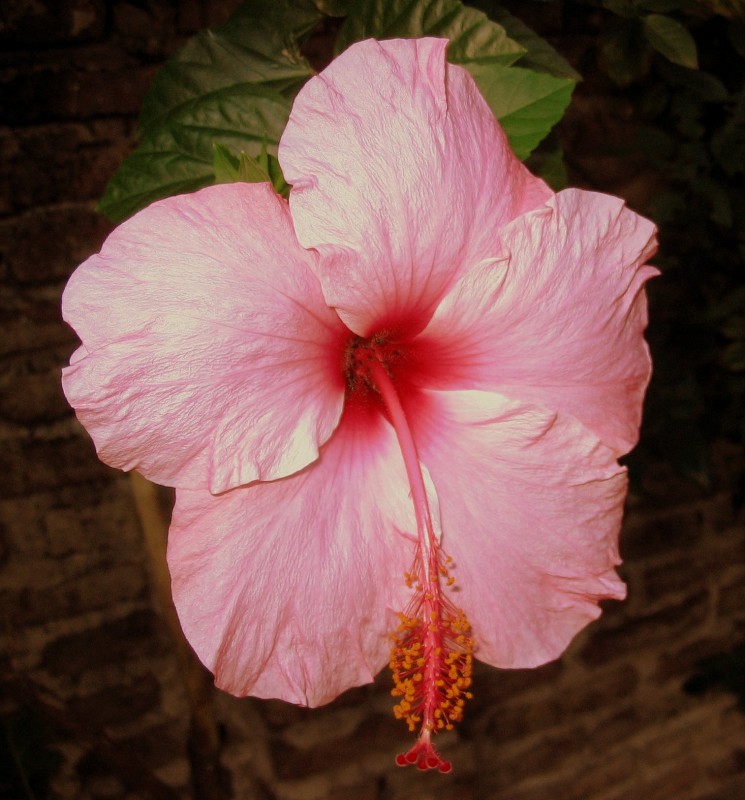 FLOR DEL BESO