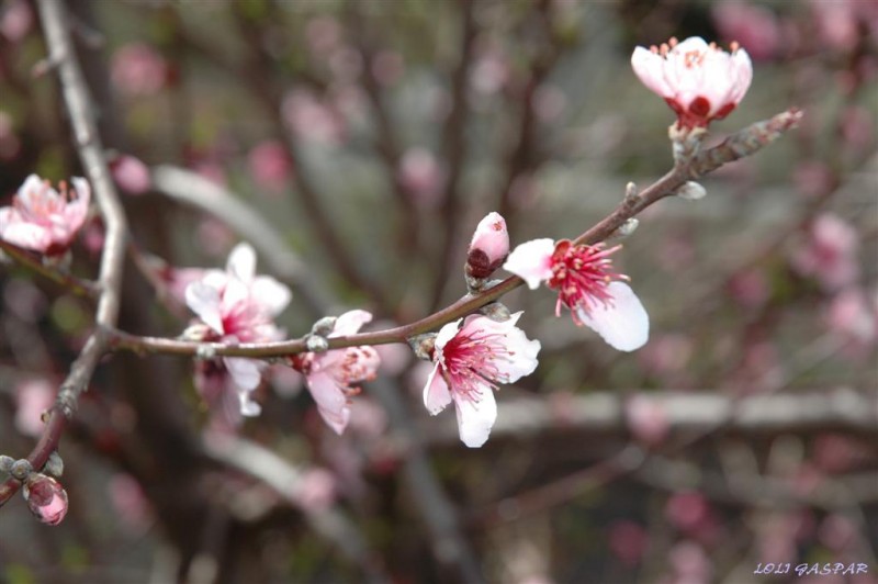 Almendro en flor