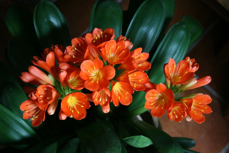 CLIVIA