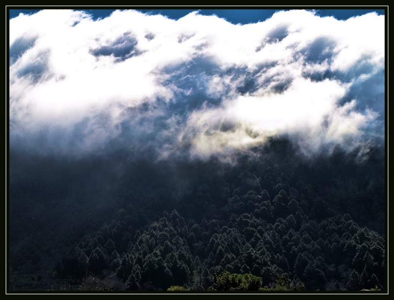 El Bosque Oscuro...