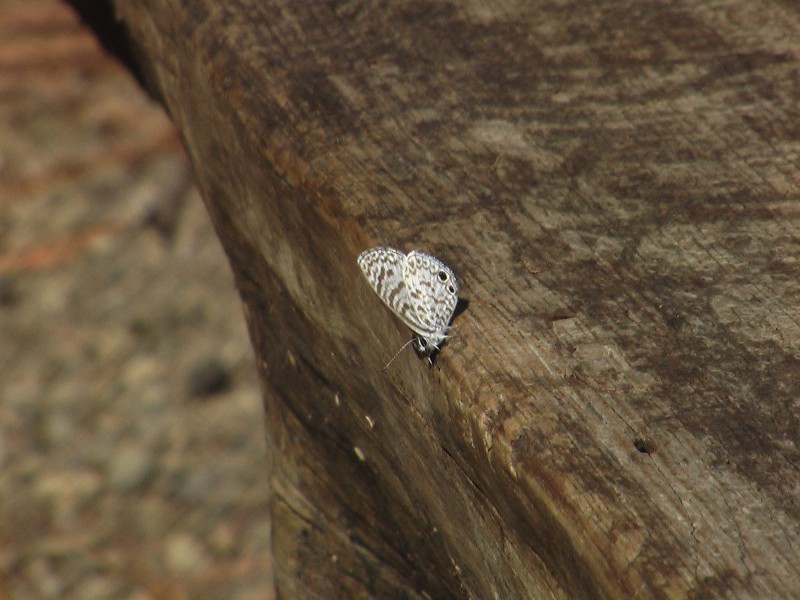 HERMOSA MARIPOSA