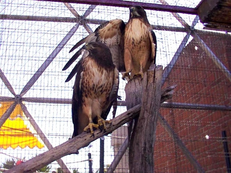 guila macho protege a su compaera