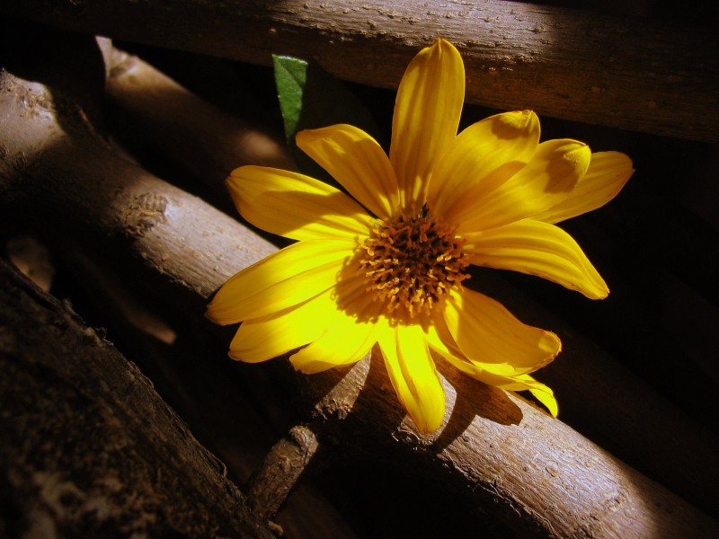 UNA FLOR AMARILLA