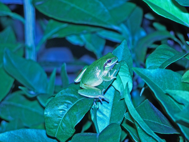 Rana trepadora (nocturna)