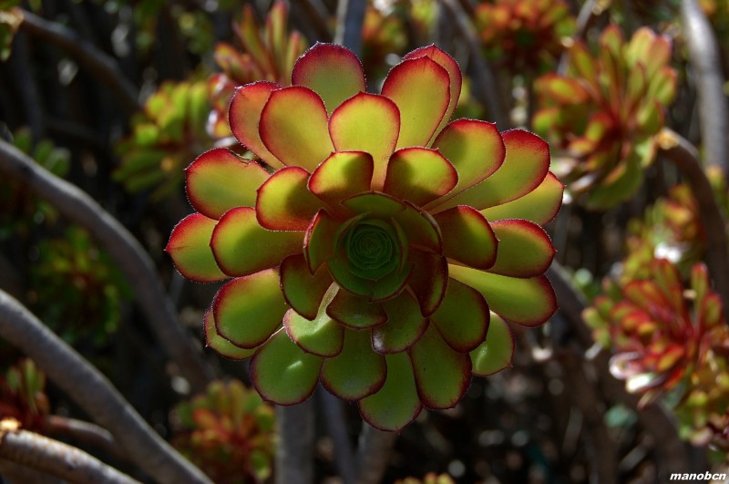 FLORA EN EL BOTNICO