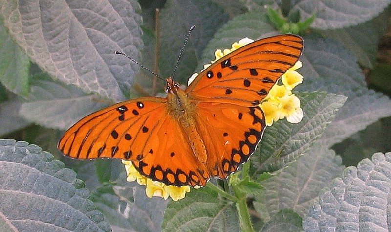 VUELA VUELA MARIPOSA