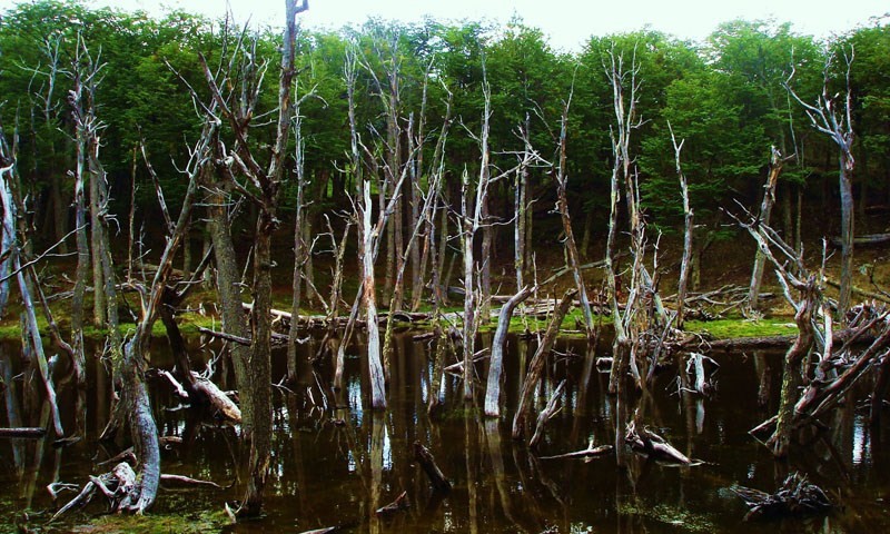 Arboles ahogados