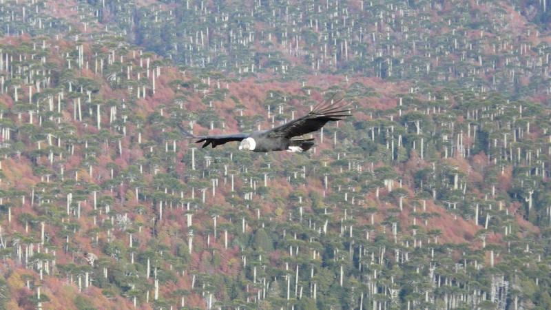 El Condor Pasa