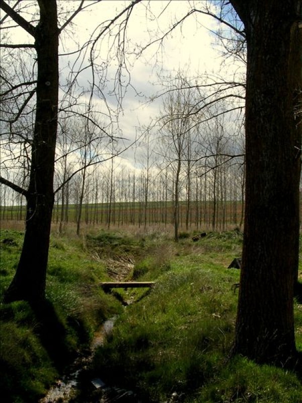 Camino de Santiago