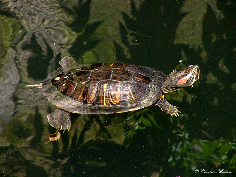 Aquagym quelonio