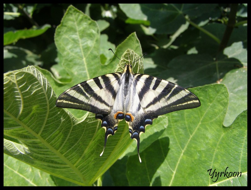 Gran Maripoza