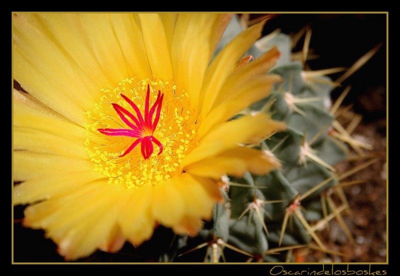 La Belleza,de la Defensa Natural..