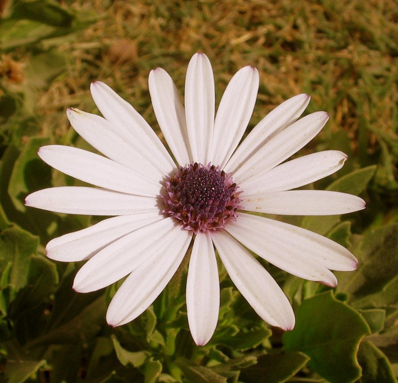 LA LTIMA FLOR DEL OTOO