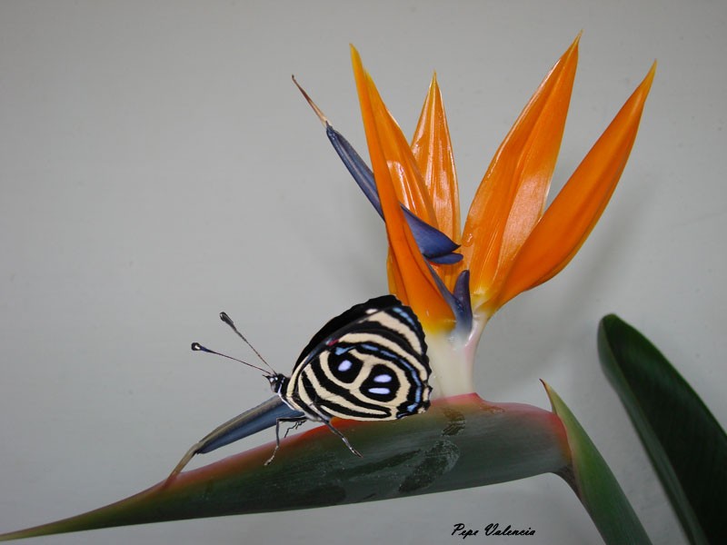 Mariposa y flor del paraiso